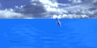 dolphin2_jmp_sky